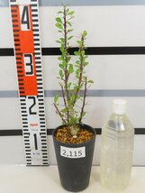 2115 「実生」フォークイエリア ファシクラータ大【発根未確認・有望株・Fouquieria fasciculata・塊根植物・葉落ちします】_画像2