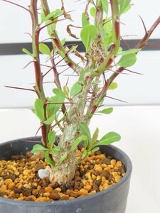 2115 「実生」フォークイエリア ファシクラータ大【発根未確認・有望株・Fouquieria fasciculata・塊根植物・葉落ちします】