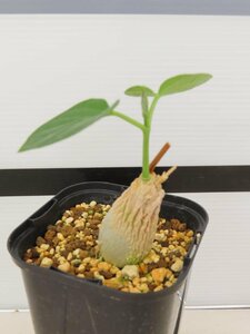 6967 「実生」マテレア シクロフィラ 植え【発根開始・Matelea cyclophylla・多肉植物・Gonolobus cyclophyllus】