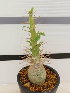 6996 「塊根植物」パキポディウム レアリー 植え【発根未確認・多肉植物・Pachypodium lealii】