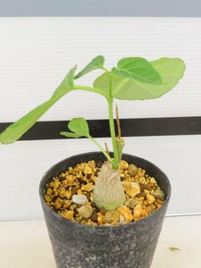 6970 「実生」マテレア シクロフィラ 植え【発根開始・Matelea cyclophylla・多肉植物・Gonolobus cyclophyllus】