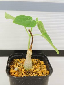 6972 「実生」マテレア シクロフィラ 植え【発根開始・Matelea cyclophylla・多肉植物・Gonolobus cyclophyllus】