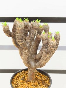 6963 「多肉植物」ユーフォルビア ギラウミニアナ 植え【発根未確認・Euphorbia guillauminiana・発芽開始】