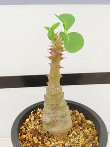 7018 「塊根植物」パキポディウム ウィンゾリ 植え【発根・Pachypodium windsorii・多肉植物・実生】