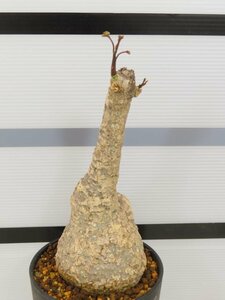 6933 「塊根植物」アデニア ステイローサ　植え【発根未確認・Adenia stylosa・マダガスカル・多肉植物】