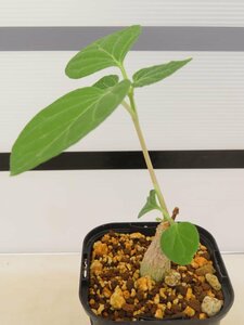 6978 「実生」マテレア シクロフィラ 植え【発根開始・Matelea cyclophylla・多肉植物・Gonolobus cyclophyllus】