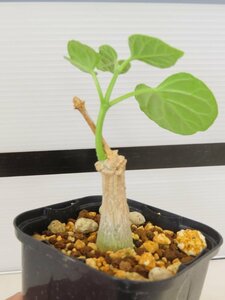 6971 「実生」マテレア シクロフィラ 植え【発根開始・Matelea cyclophylla・多肉植物・Gonolobus cyclophyllus】