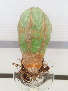 6669 「多肉植物I」ユーフォルビア　オベサ　抜き苗【極上特選大株・畑に地植え株・発根・Euphorbia obesa・美株】