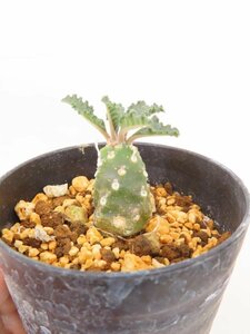 6989 「塊根植物」ドルステニア ラブラニー 植え【発根未確認・多肉植物・Dorstenia lavrani】