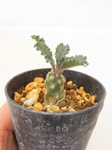 6988 「塊根植物」ドルステニア ラブラニー 植え【発根未確認・多肉植物・Dorstenia lavrani】