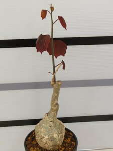 6934 「塊根植物」アデニア ステイローサ　植え【発根未確認・Adenia stylosa・マダガスカル・多肉植物】