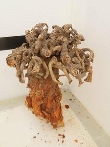 6490 「塊根植物」ケラリア ピグマエア 抜き苗【5/13最新到着・多肉植物・Ceraria pygmaea・枯れ枝アリ】