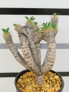 6960 「多肉植物」ユーフォルビア ギラウミニアナ 植え【発根未確認・Euphorbia guillauminiana・発芽開始】