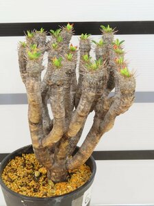 6961 「多肉植物」ユーフォルビア ギラウミニアナ 植え【発根未確認・Euphorbia guillauminiana・発芽開始】