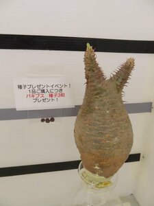 8008 「塊根植物」パキポディウム グラキリス S 抜き苗【そろそろ植えます・gracilius・根切確認済・購入でパキプス種子プレゼント】