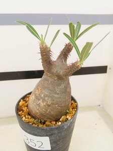 2352 「塊根植物」パキポディウム グラキリス SS 植え【発根未確認・多肉植物・gracilius・マダガスカル】