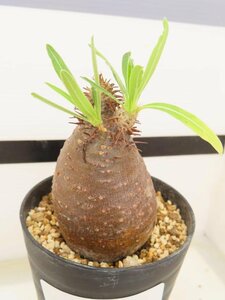 2346 「塊根植物」パキポディウム グラキリス SS 植え【発根未確認・多肉植物・gracilius・マダガスカル】