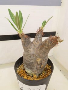 2347 「塊根植物」パキポディウム グラキリス SS 植え【発根未確認・多肉植物・gracilius・マダガスカル】