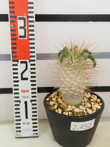 2452 「塊根植物」パキポディウム ナマクアナム 植え【発根・接ぎ木・Pachypodium namaquanum・光堂】