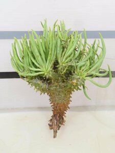 4435 「塊根植物」チレコドン ワリチー 抜き苗【5/31最新到着・Tylecodon wallichii・多肉植物】