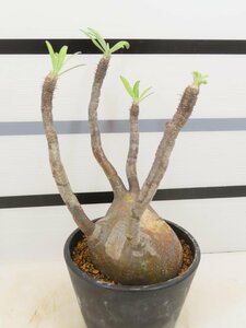 4021 「塊根植物」パキポディウム グラキリス ML-L 植え【発根未確認・gracilius・マダガスカル】