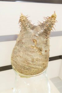 4085 「塊根植物」パキポディウム マカイエンセ 抜き苗【最新到着・makayense・・マダガスカル・根切確認済み】