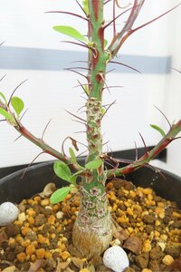 4197 「実生」フォークイエリア ファシクラータ大【発根未確認・有望株・Fouquieria fasciculata・塊根植物・葉落ちします】