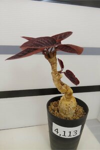 4113 「多肉植物」ユーフォルビア ラバティ レッドリーフ 植え【発根未確認・発芽・labatii f. 'RedLeaf】