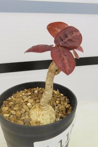 4110 「多肉植物」ユーフォルビア ラバティ レッドリーフ 植え【発根未確認・発芽・labatii f. 'RedLeaf】