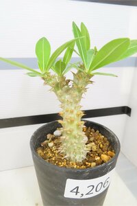 4206 「実生」パキポディウム マカイエンセ 植え【種から発芽！・発根・Pachypodium makayense・塊根植物】