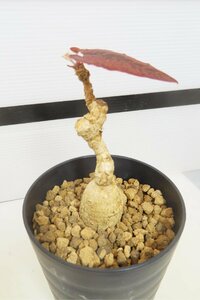 4109 「多肉植物」ユーフォルビア ラバティ レッドリーフ 植え【発根未確認・発芽・labatii f. 'RedLeaf】