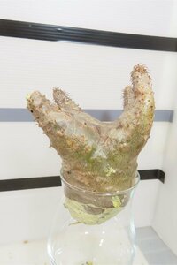 4103 「塊根植物」パキポディウム マカイエンセ 抜き苗【最新到着・makayense・・マダガスカル・根切確認済み】