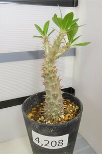 4208 「実生」パキポディウム マカイエンセ 植え【種から発芽！・発根・Pachypodium makayense・塊根植物】
