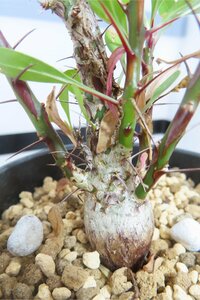 4196 「実生」フォークイエリア ファシクラータ大【発根未確認・有望株・Fouquieria fasciculata・塊根植物・葉落ちします】