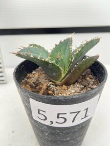 5571 「激レア高級品種」アガベ チタノタ 白鯨　植え【発根・多肉植物・Agave Titanota White Whale】