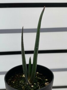 4970 「実生株】アロエ スザンナエ【種から発芽！・成長順調厳選株・Aloe・多肉植物】