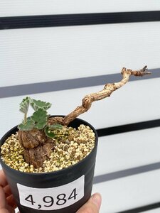 4984 「塊根植物」ペラルゴニウム ロバツム 植え【発根未確認・多肉植物・Pelargonium lobatum】