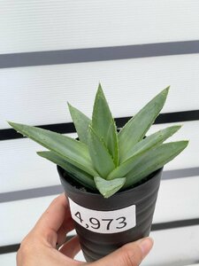 4973 「多肉植物」アロエ ポリフィラ【実生・成長順調厳選株・Aloe polyphylla・多肉植物・発根】