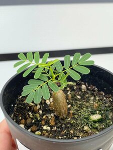 4996 「実生」センナ　メリディオナリス【種から発芽！・発根・Senna meridionalis・葉落ちします】