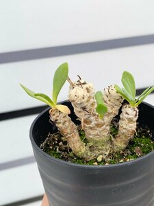 4980 「実生」オトンナ レトロルサ【発根・塊根植物・多肉植物・Othonna retrorsa】