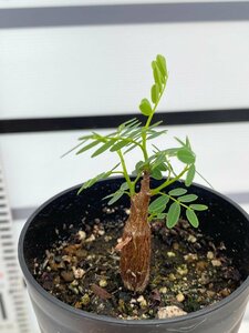 4995 「実生」センナ　メリディオナリス【種から発芽！・発根・Senna meridionalis・葉落ちします】