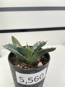 5560 「激レア高級品種」アガベ チタノタ 白鯨　植え【発根・多肉植物・Agave Titanota White Whale】