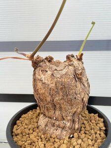 5221 「塊根植物」ペラルゴニウム トリステ大 植え【発根・発芽・Pelargonium triste・削れ・割れアリ】