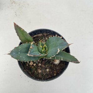 5560 「激レア高級品種」アガベ チタノタ 白鯨 植え【発根・多肉植物・Agave Titanota White Whale】の画像4