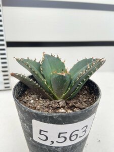 5563 「激レア高級品種」アガベ チタノタ 白鯨　植え【発根・多肉植物・Agave Titanota White Whale】