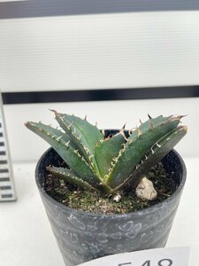 5548 「激レア高級品種」アガベ チタノタ 白鯨　植え【発根・多肉植物・Agave Titanota White Whale】