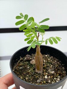 5000 「実生」センナ　メリディオナリス【種から発芽！・発根・Senna meridionalis・葉落ちします】