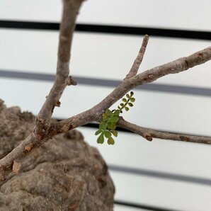 5160 「塊根植物」マダガスカル特急便 鮮度自信ありパキプス【到着後3日以内の返品OK・根切確認済・Operculicarya pachypus】の画像8