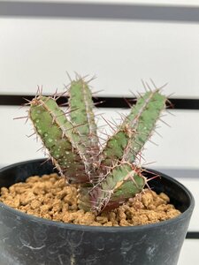 7036 「多肉植物」ユーフォルビア リデンブルゲンシス 植え【発根未確認・塊根植物・輪廻城・Euphorbia lydenburgensis】