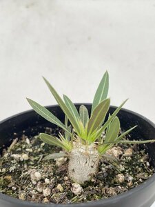 6580 「実生株」パキポディウム デンシカウレ【Pachypodium Densicaule・恵比寿大黒・多肉植物・塊根植物・発根】